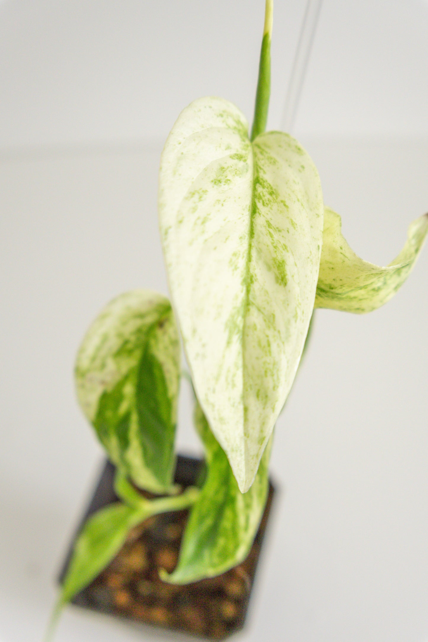 Monstera Laniata variegated