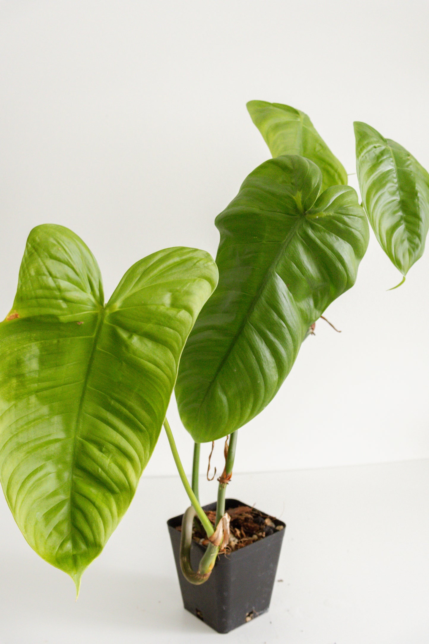 Philodendron Sharoniae