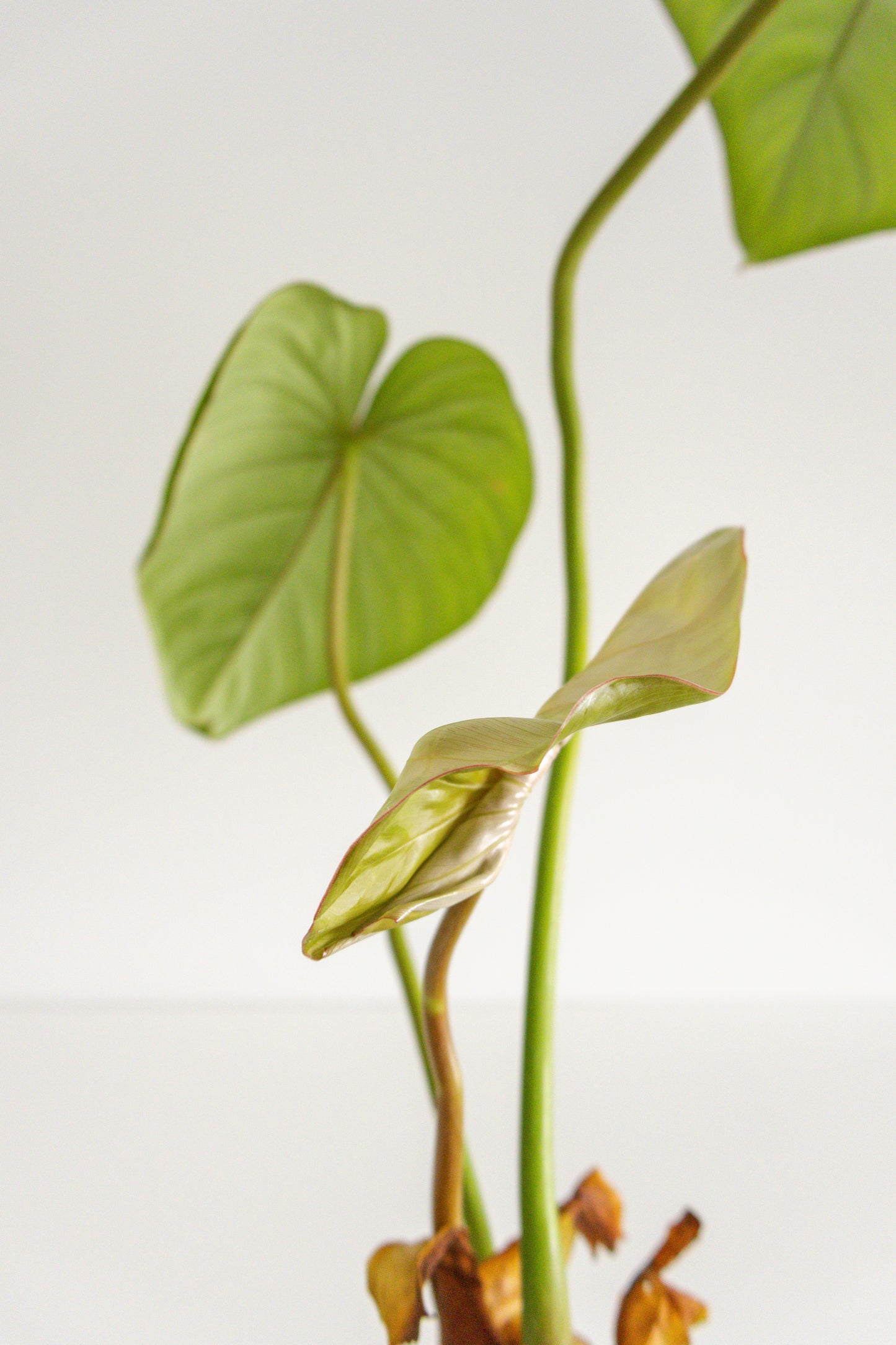 Philodendron McDowell