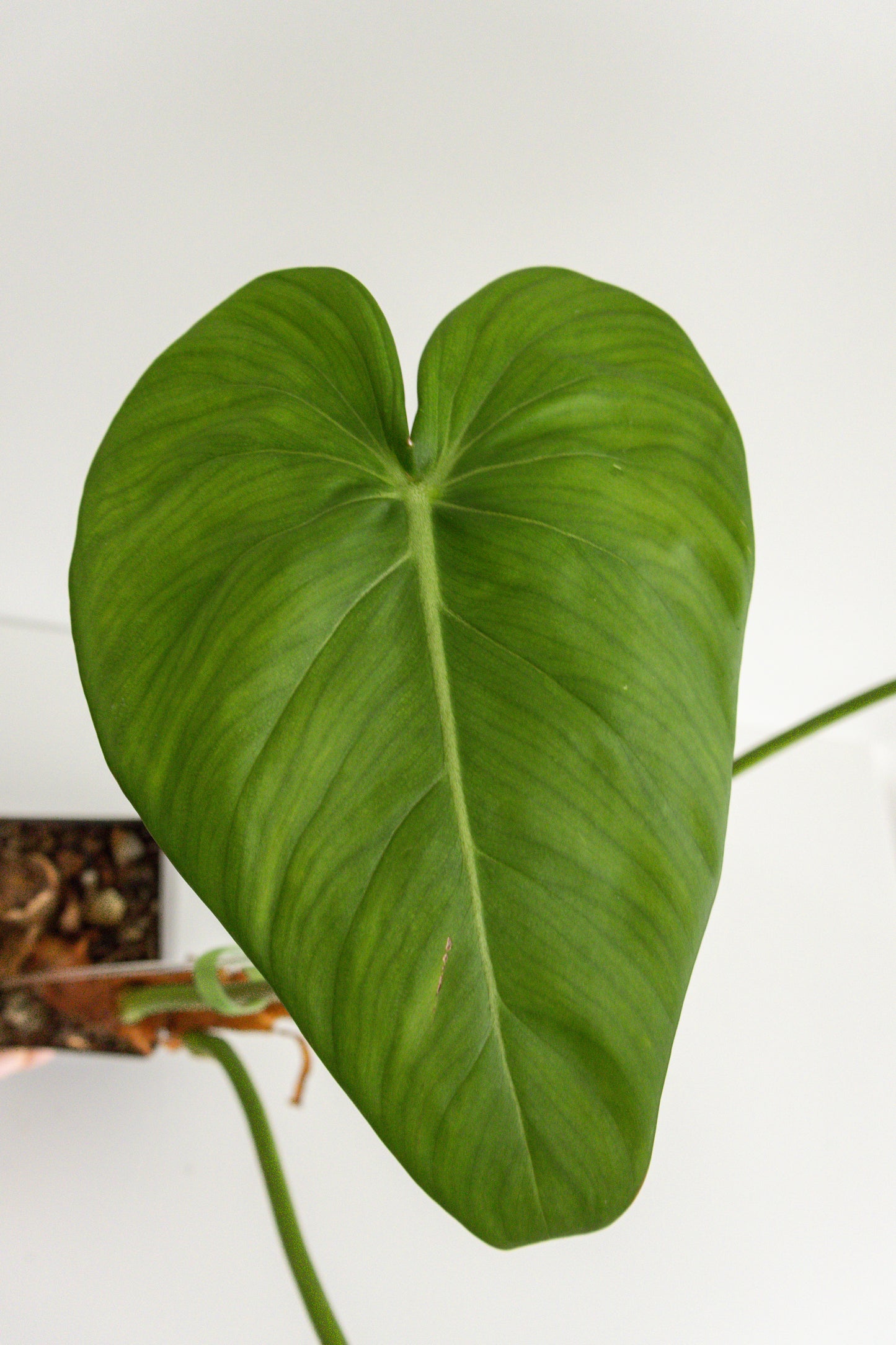 Philodendron McDowell
