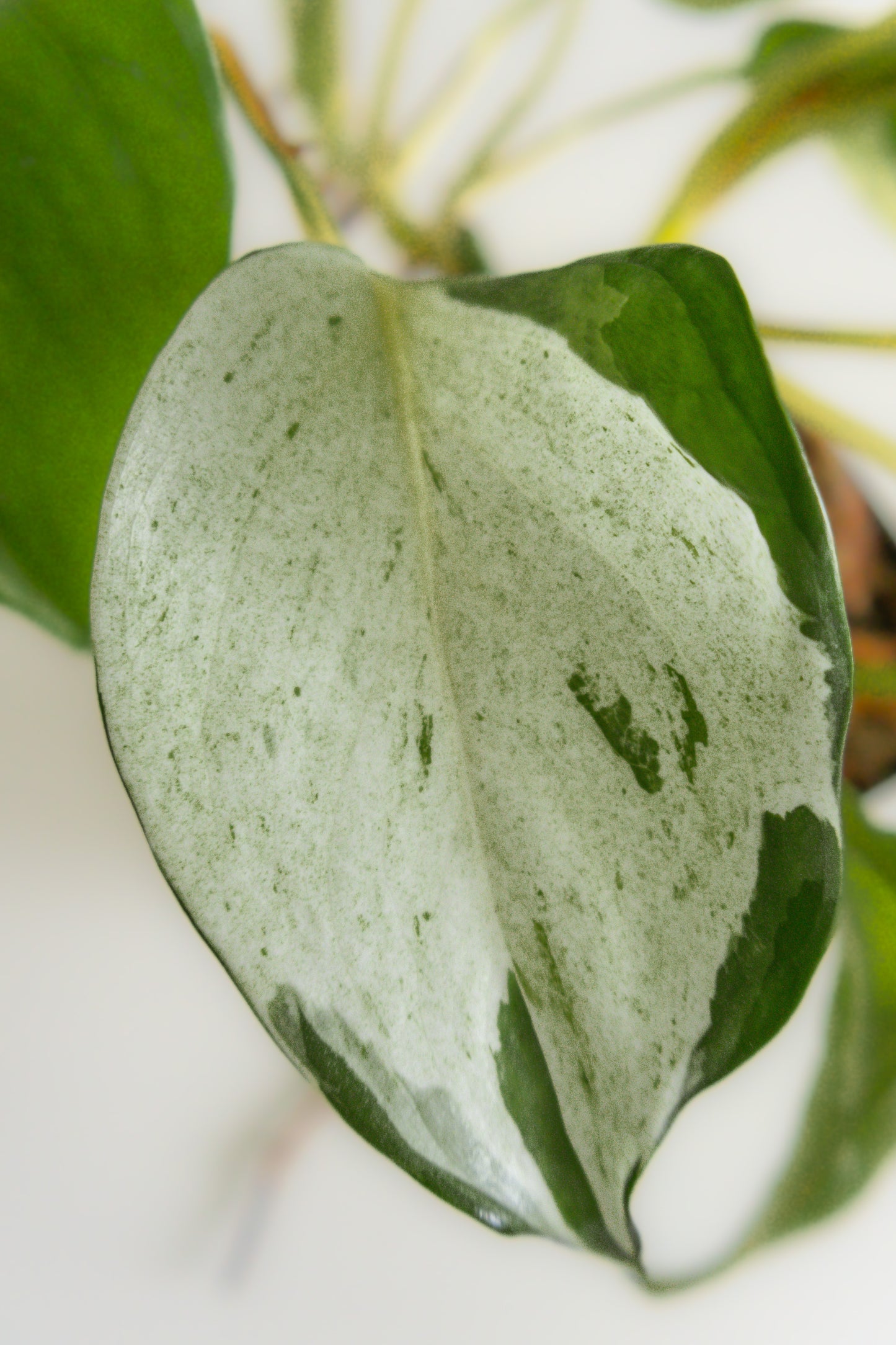 Epipremnum aureum 'Manjula'