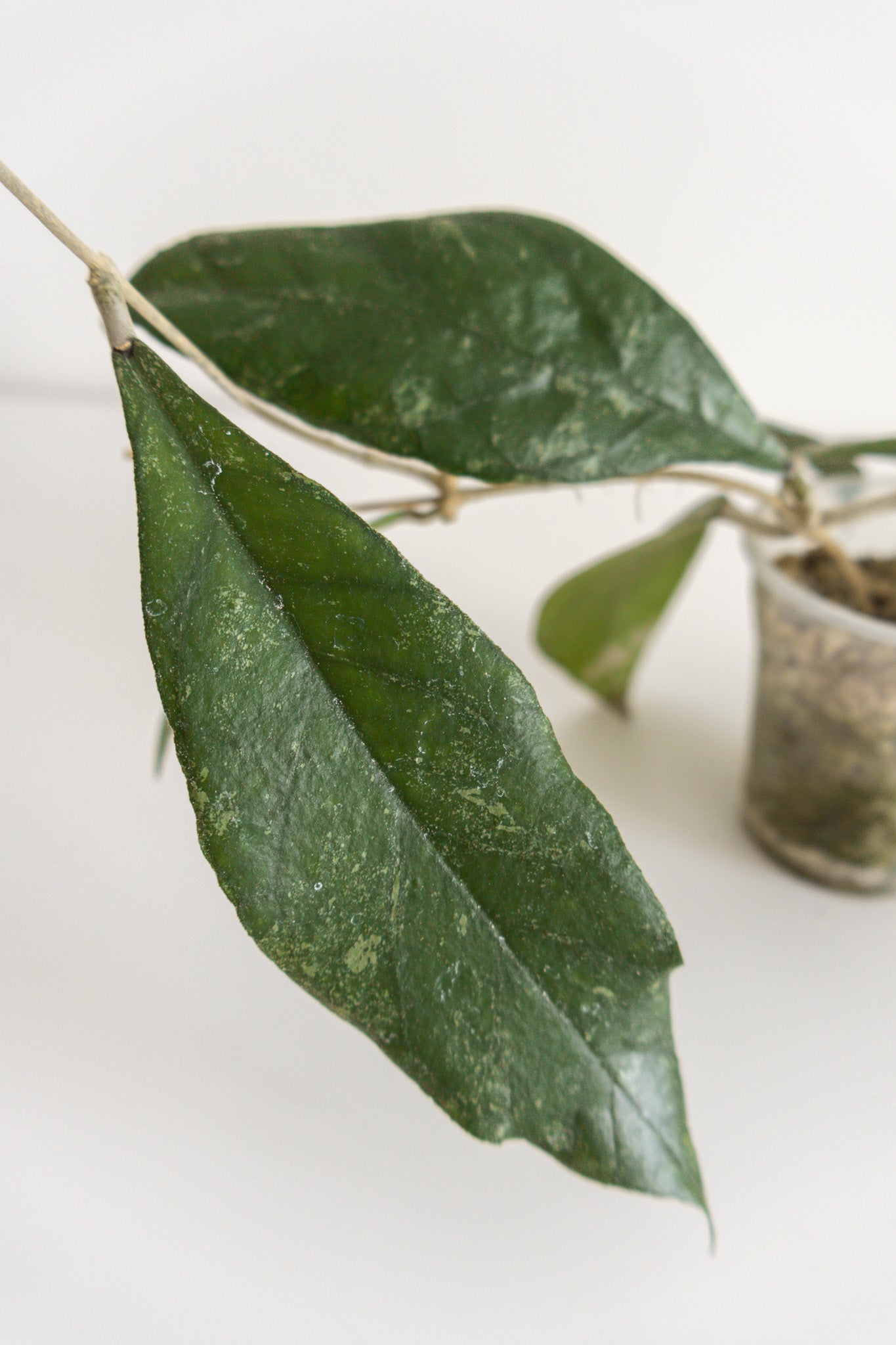 Hoya finlaysonii 'Chicken Farm