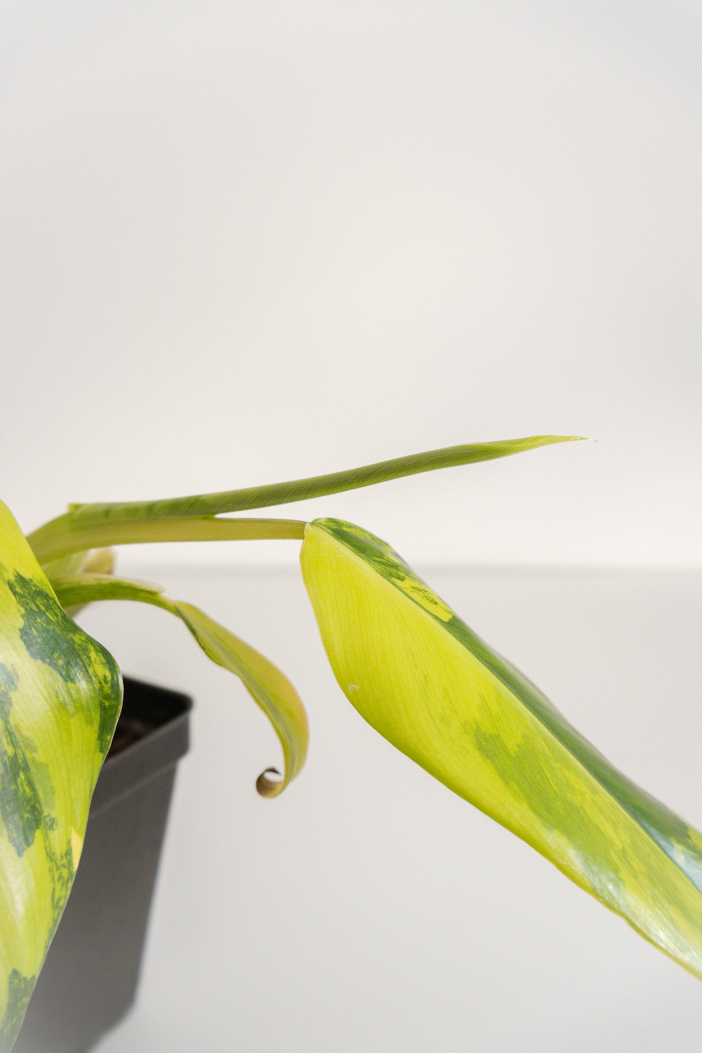 Philodendron Domesticum variegated
