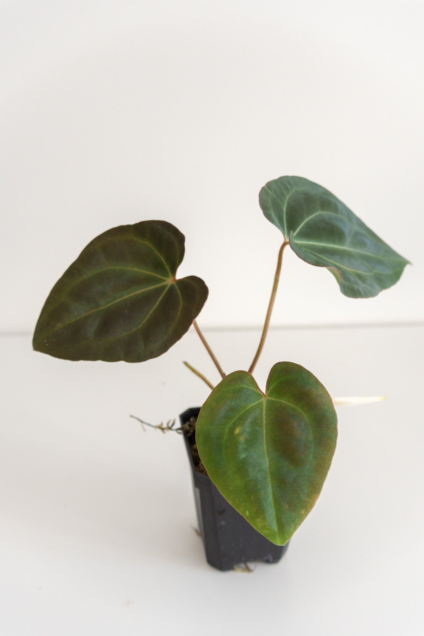Anthurium besseae x papillilaminum ‘X-one’
