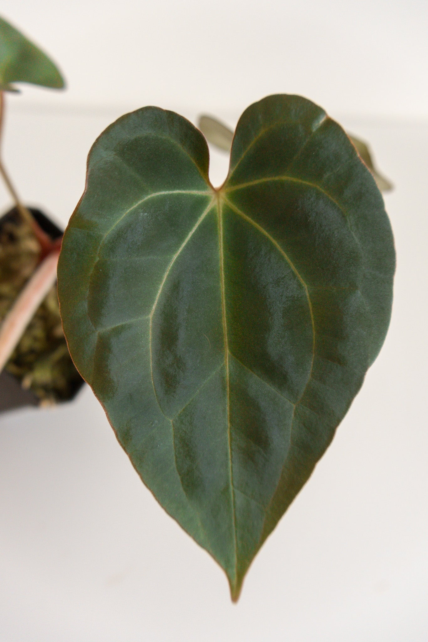 Anthurium besseae x papillilaminum ‘X-one’