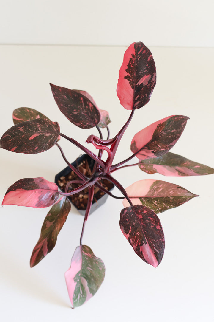 Philodendron Pink Princess