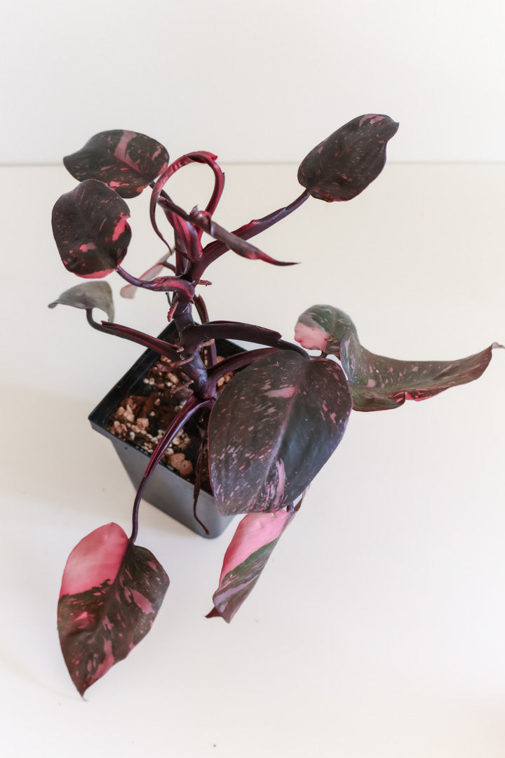 Philodendron Pink Princess