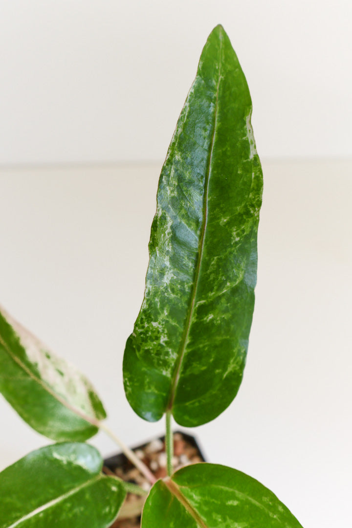 Anthurium Renaissance Variegated