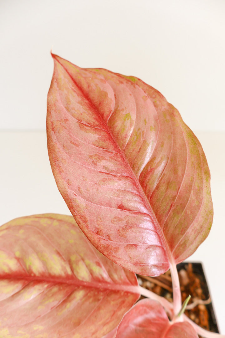 Aglaonema 'kamraithong'