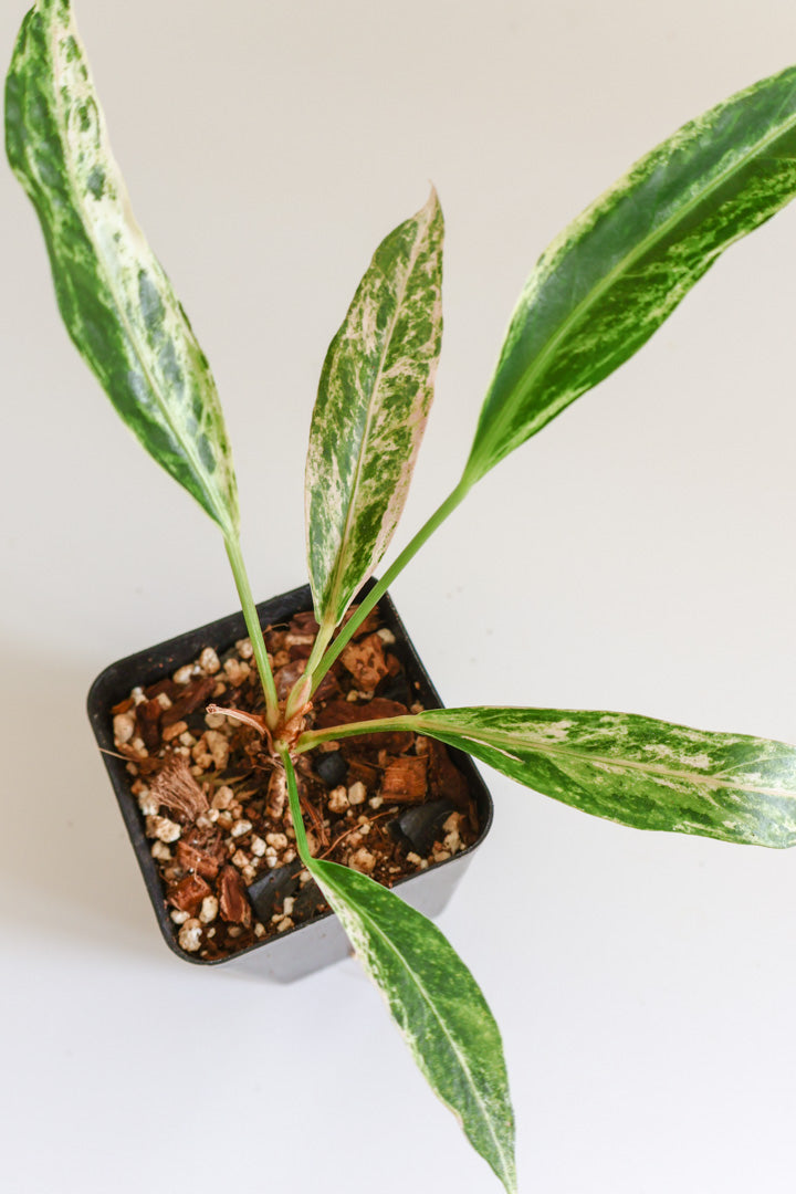 Anthurium Renaissance variegated