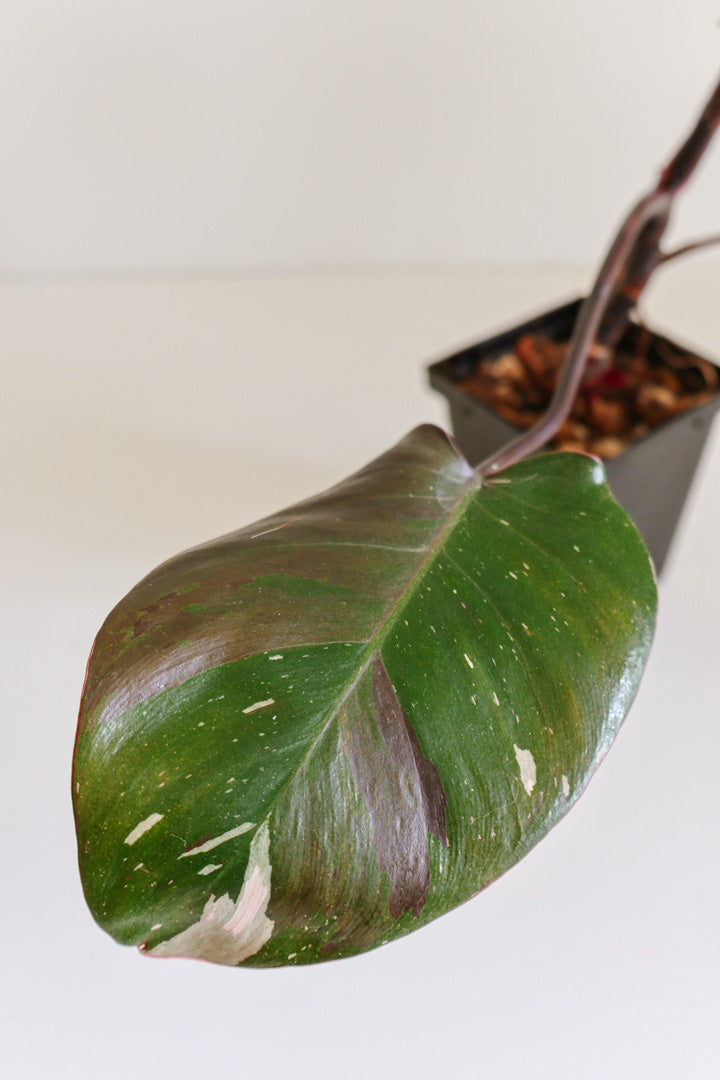 Philodendron Red Anderson