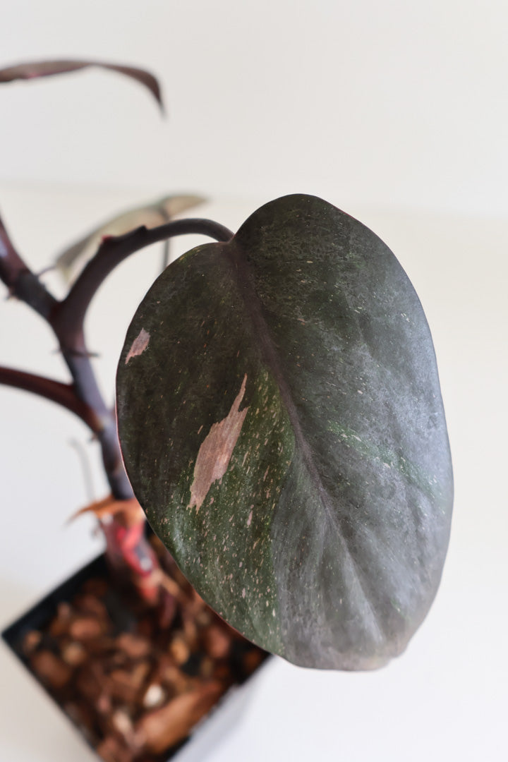 Philodendron Red Anderson