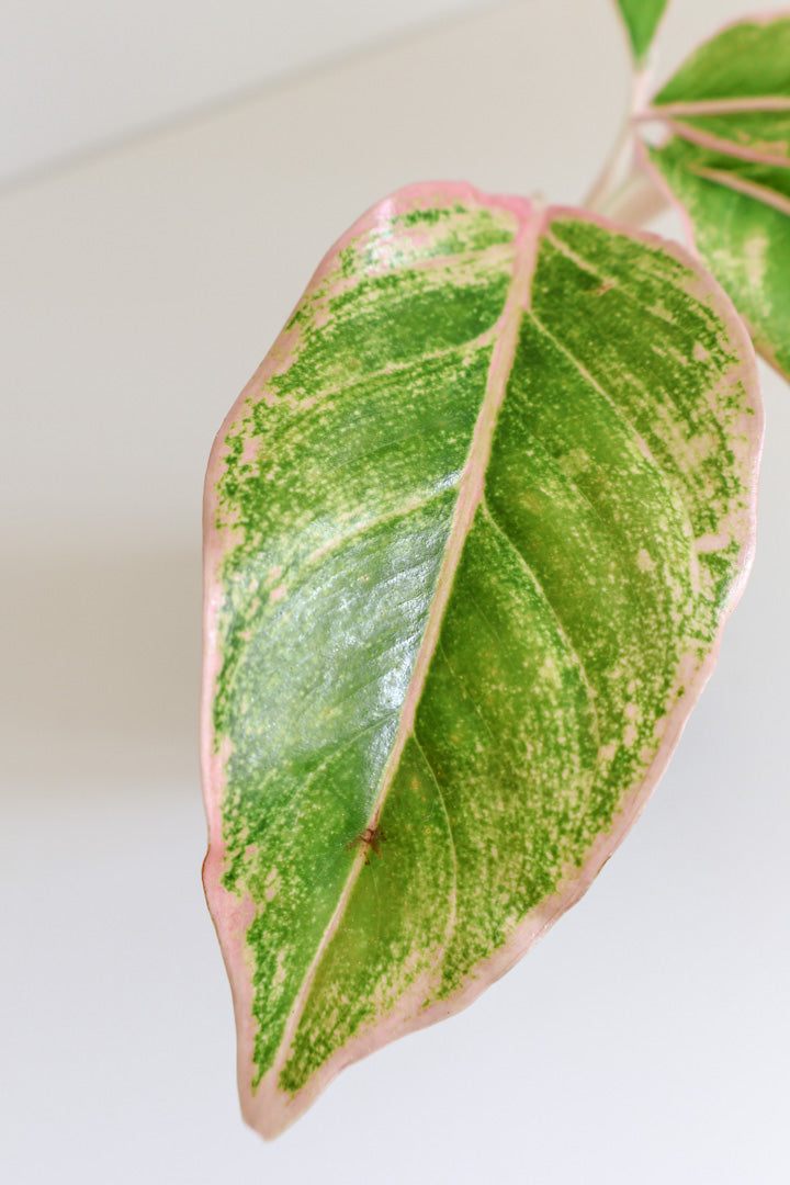 Aglaonema 'Blushing Pink'