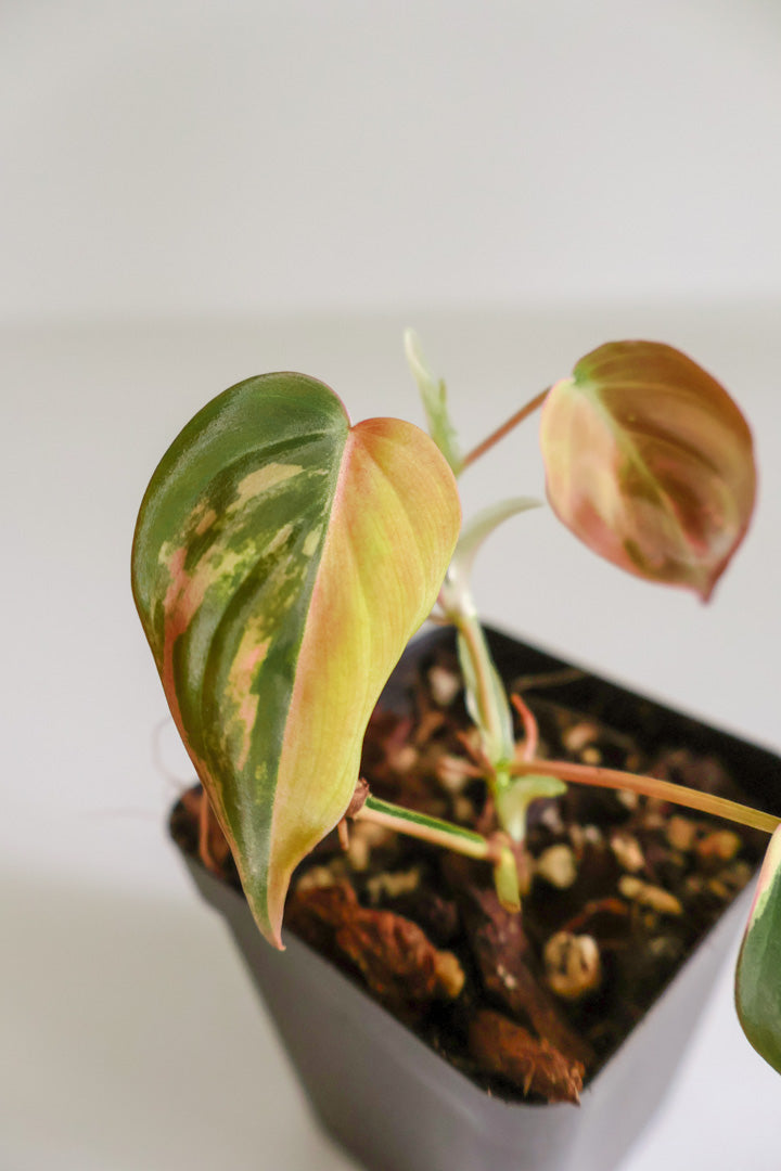 Philodendron Micans variegated