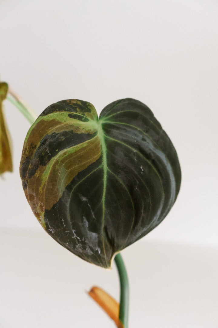Philodendron Melanochrysum variegated