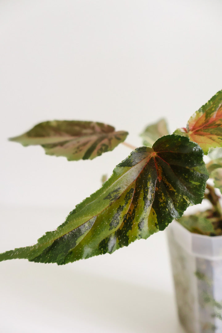 Begonia 'Ginny Galaxy'
