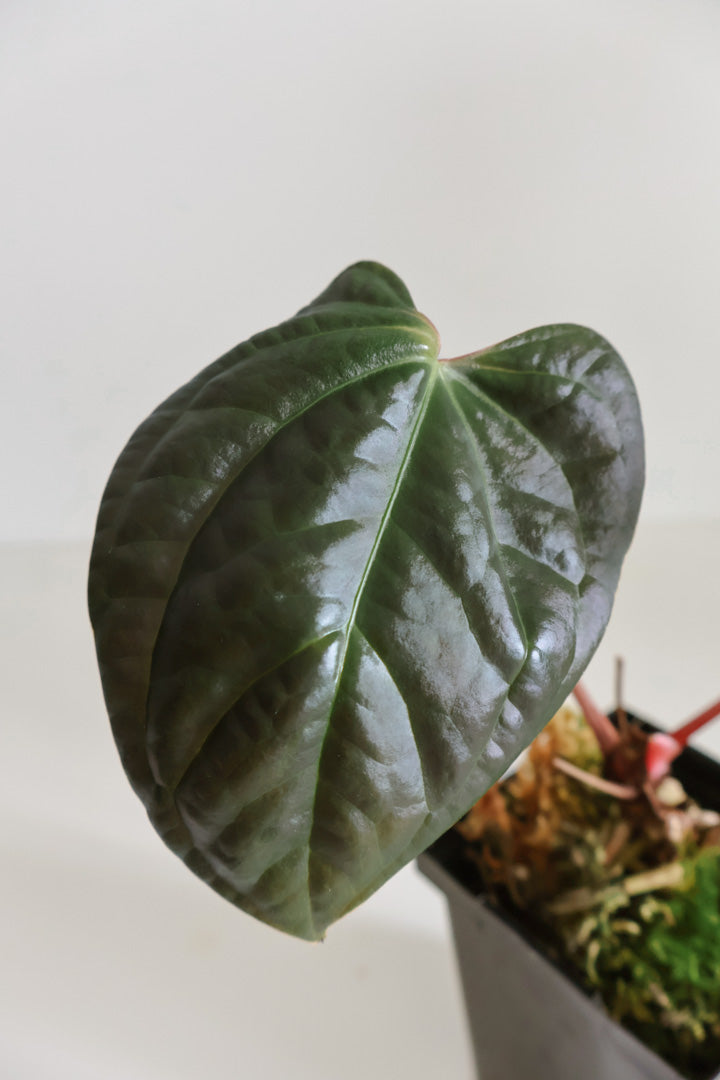 Anthurium Red Crystallinum x Luxurians