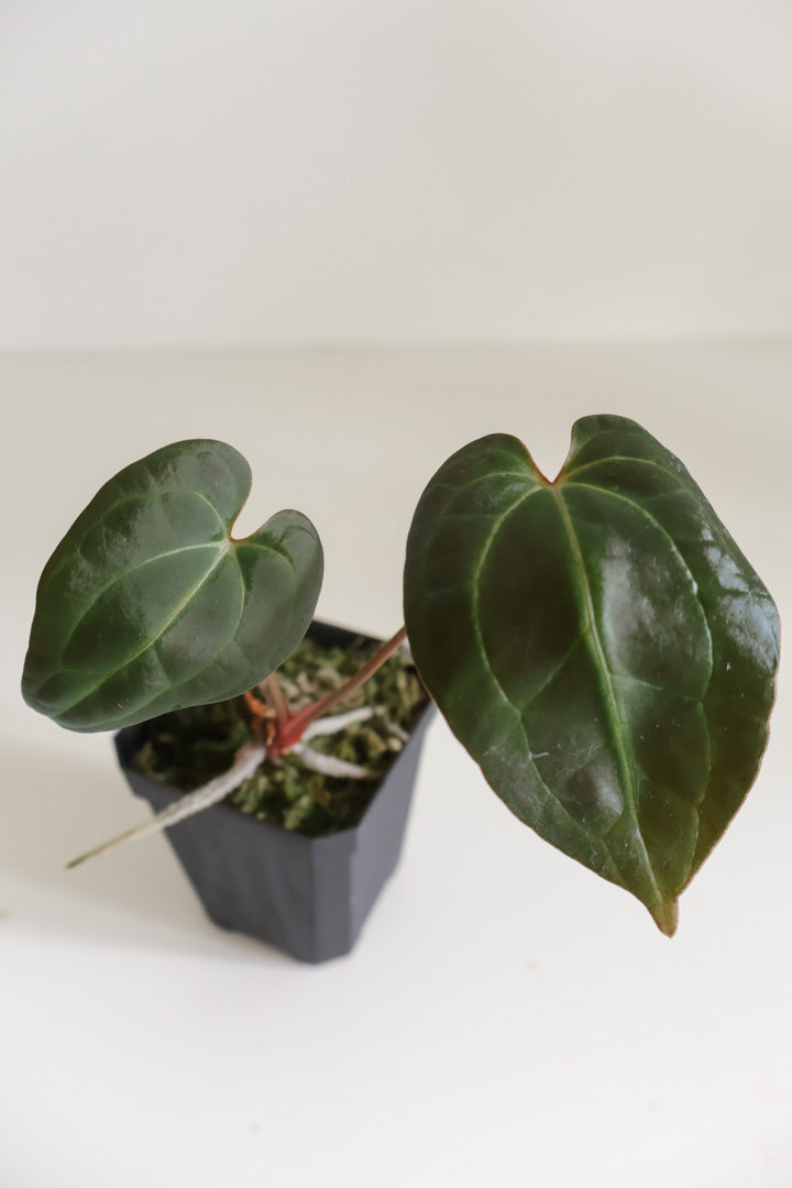 Anthurium papillilaminum 'X-one' x Beaseae