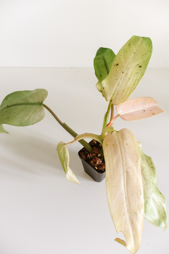 Philodendron Whipple Way