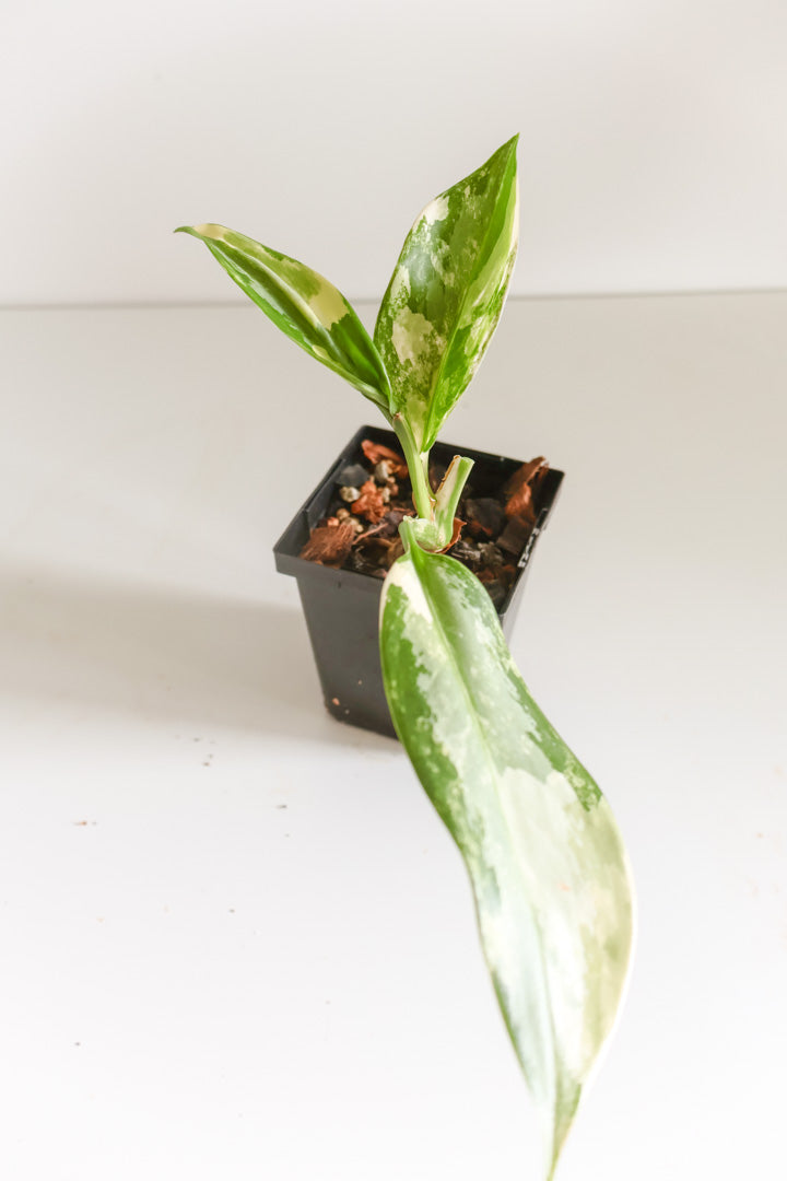 Aglaonema 'Suvarnabhumi'