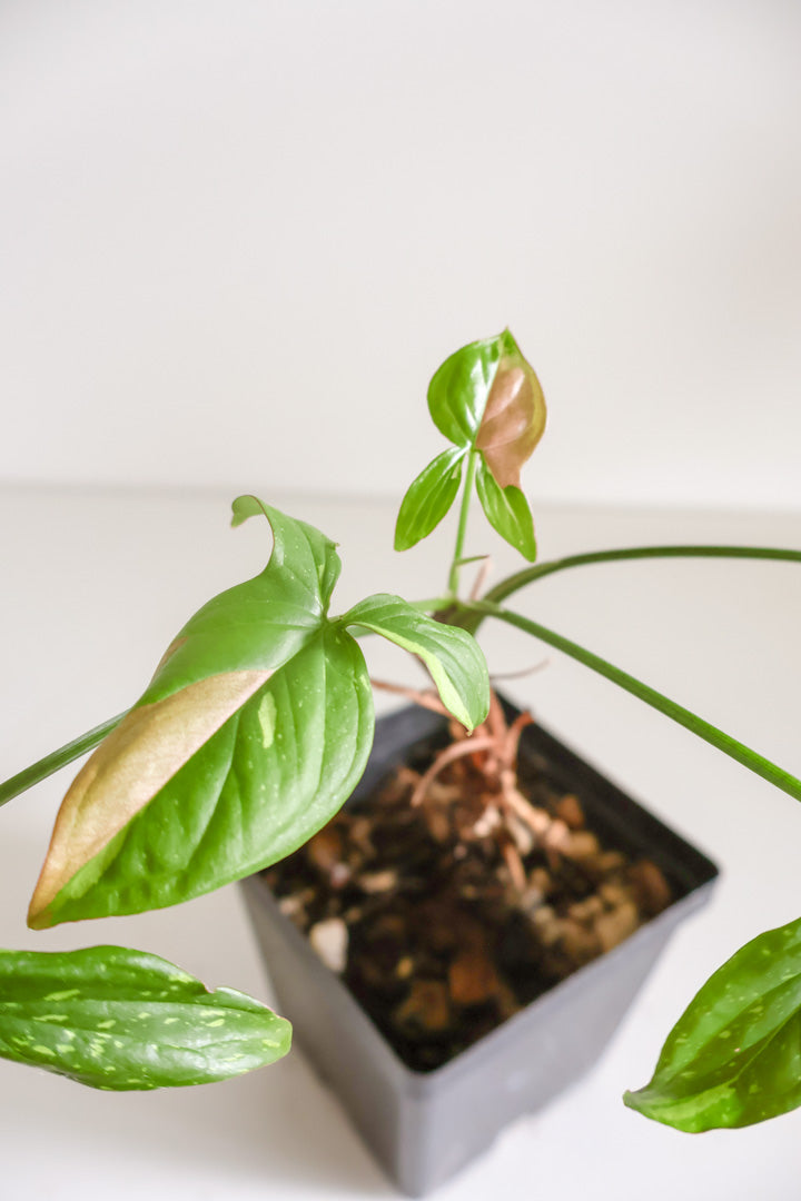Syngonium Red Spot tricolor