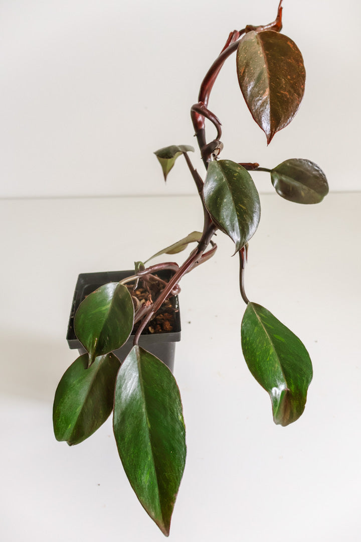 Philodendron Orange Princess variegated