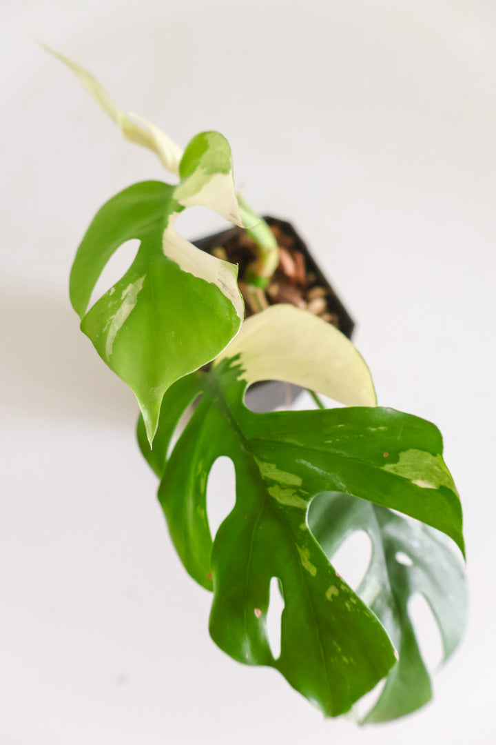 Rhaphidophora Tetrasperma variegated