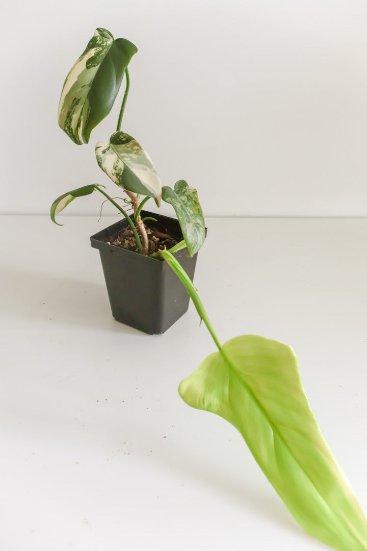 Philodendron Bipennifolium 'Violin’ variegated