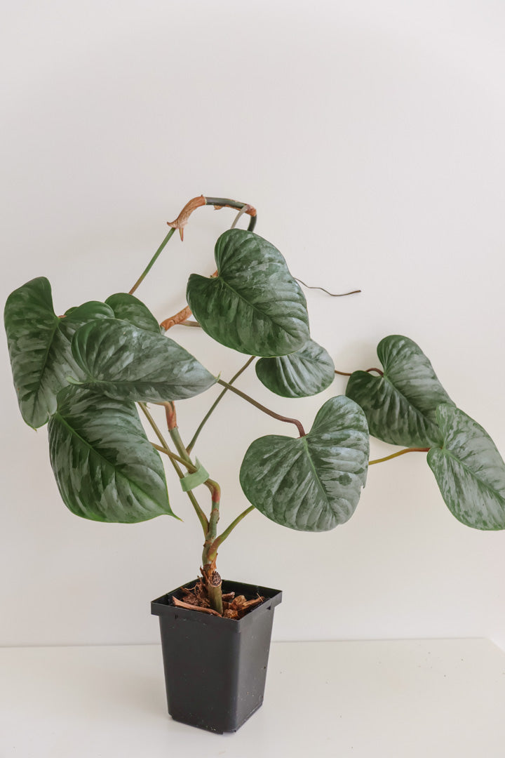 Philodendron Sodiroi