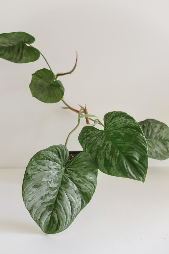 Philodendron Majestic