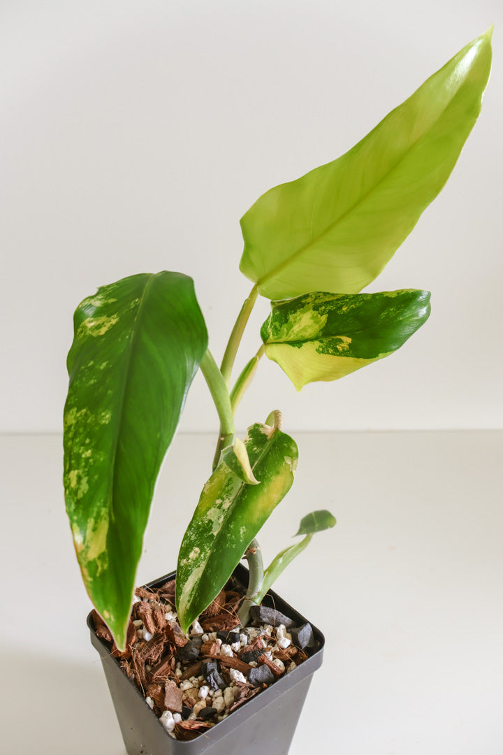 Philodendron Domesticum variegated