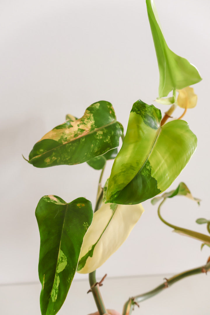 Philodendron Domesticum variegated