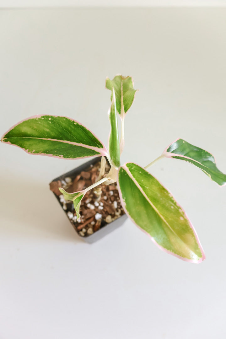 Aglaonema 'Blushing Pink'