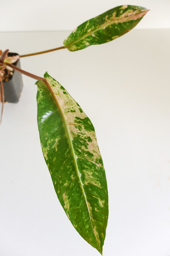 Anthurium Renaissance Variegated