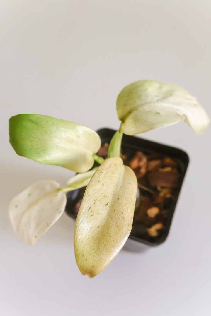 Philodendron Whipple Way