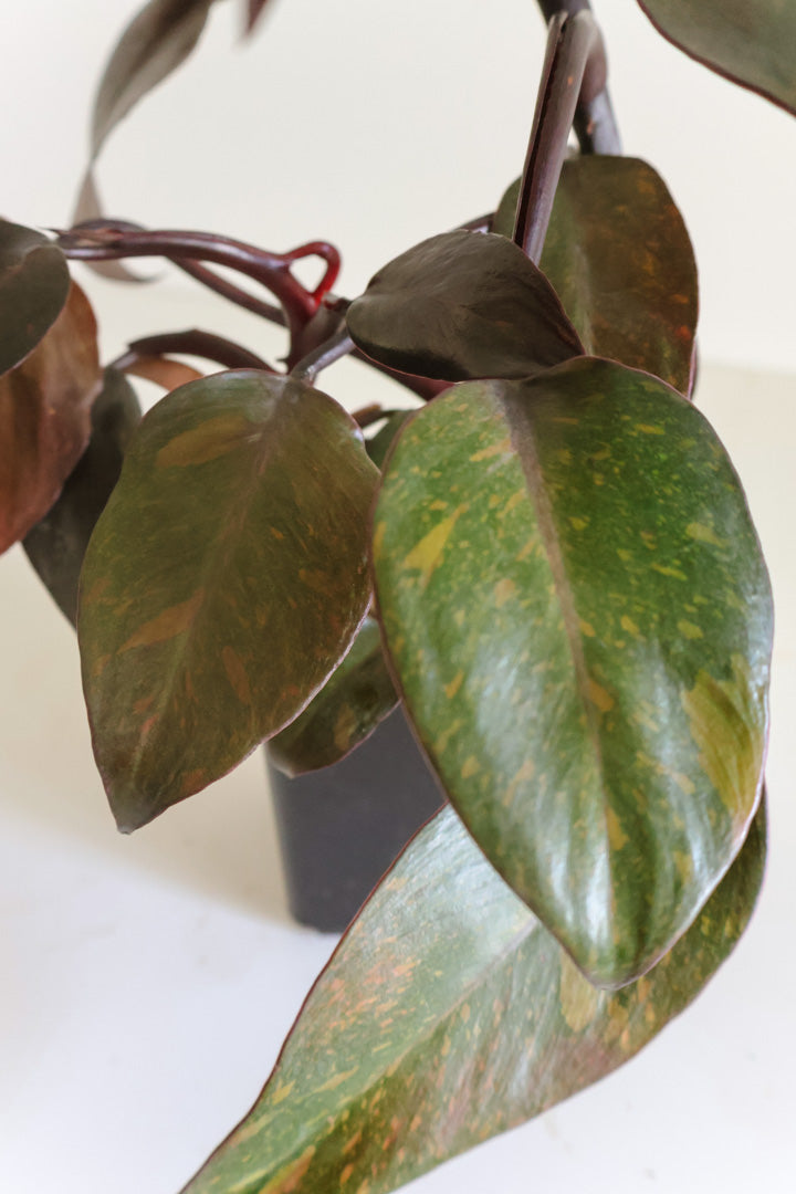 Philodendron Orange Princess variegated