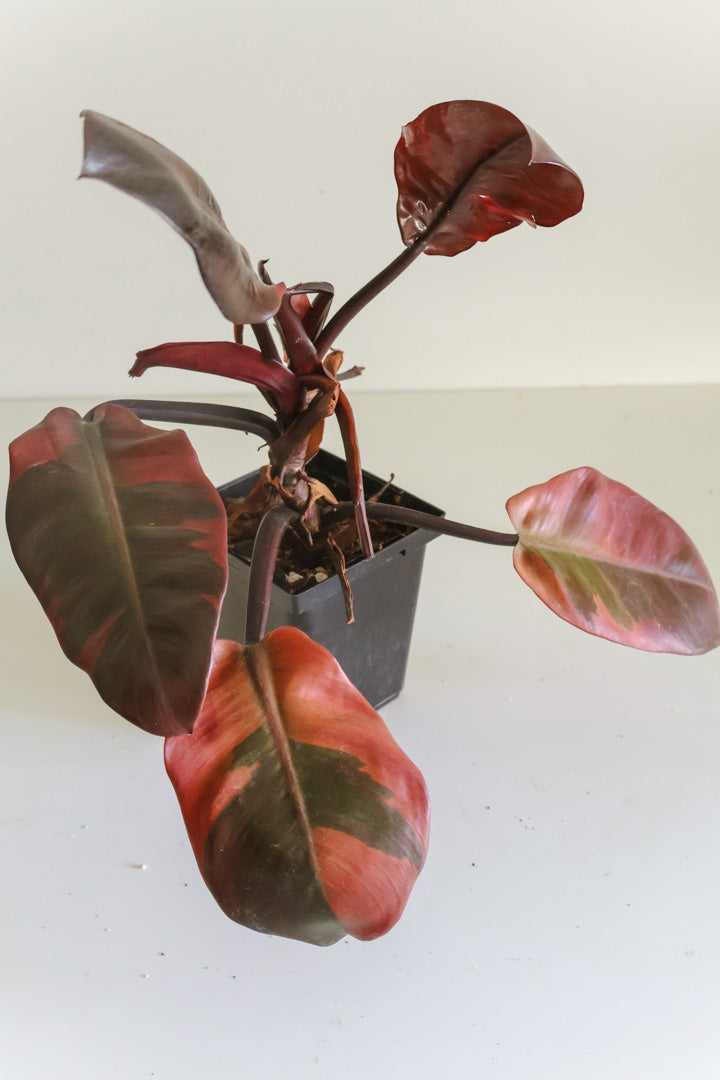 Philodendron Black Cardinal Variegated
