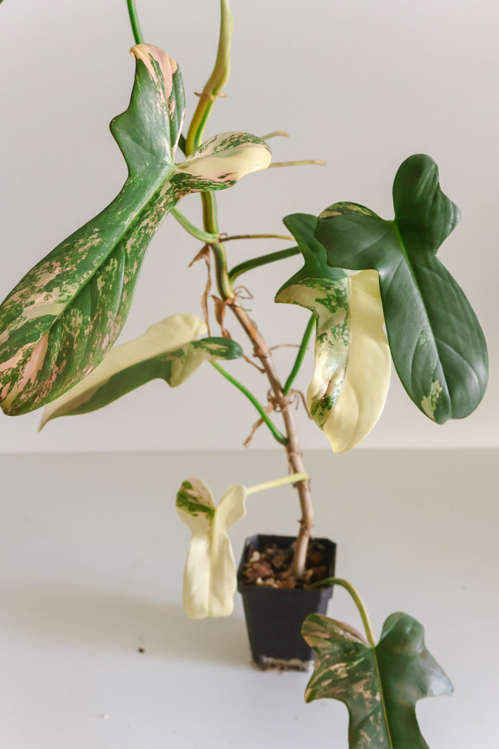Philodendron Bipennifolium 'Violin’ variegated