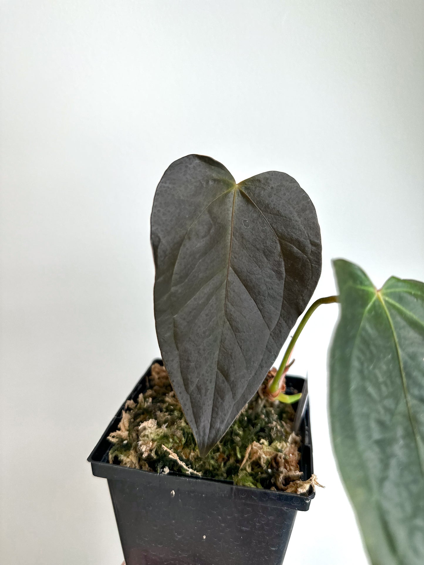 Anthurium Queen of Hearts