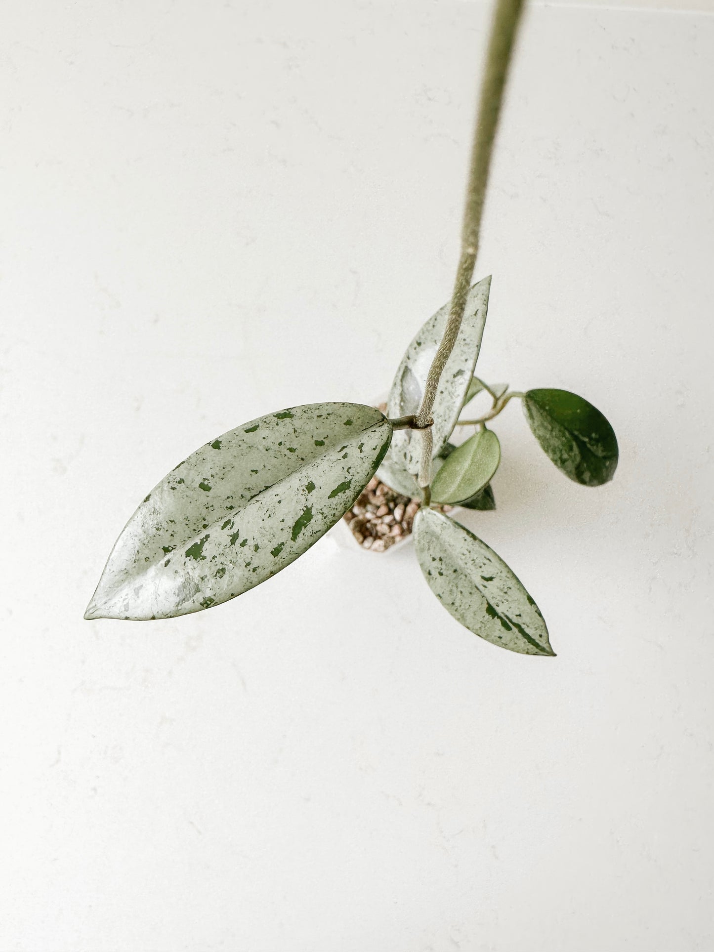 Hoya China Wilbur Graves