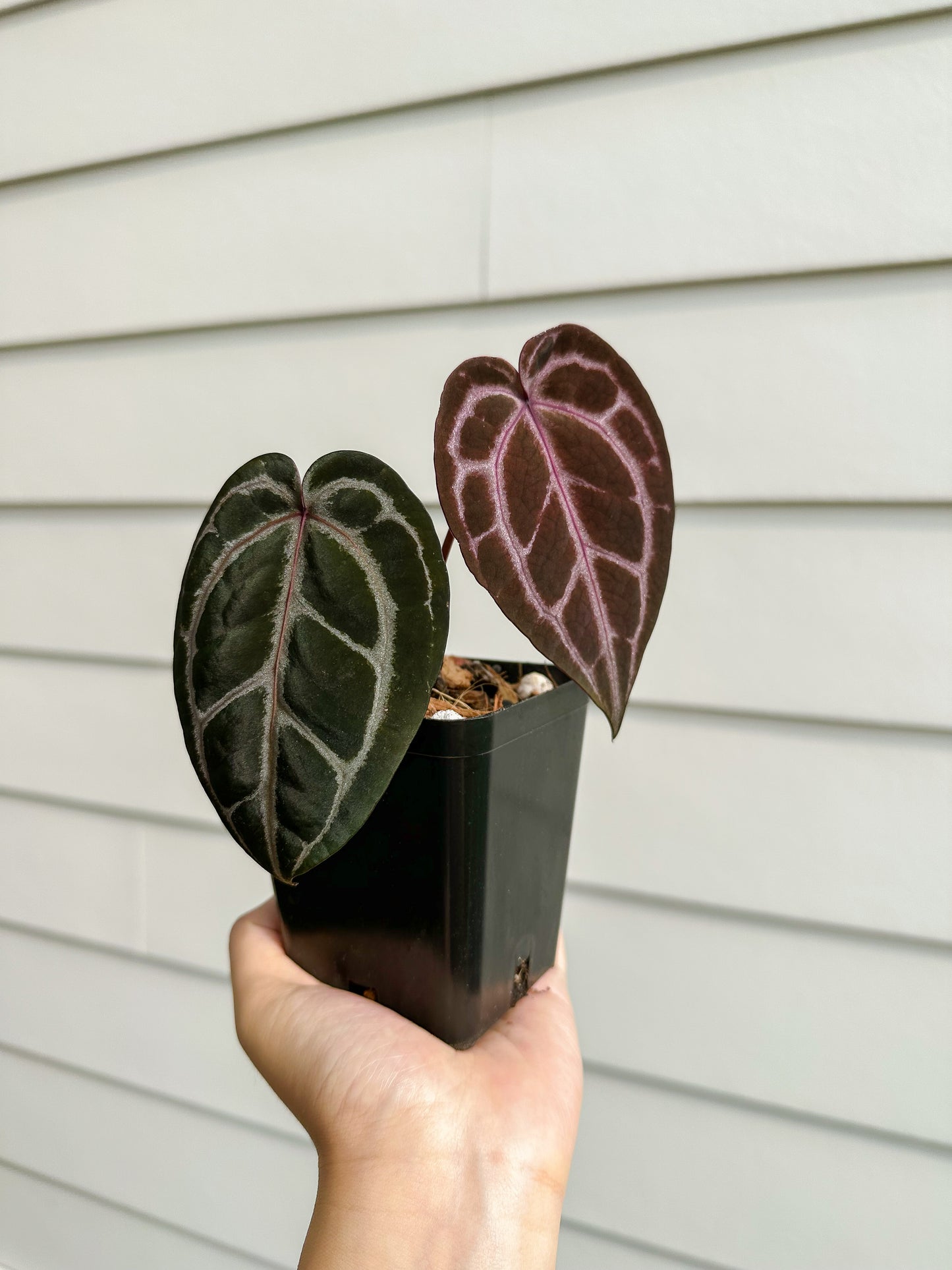 Anthurium Zara x Michelle (purple emergent)