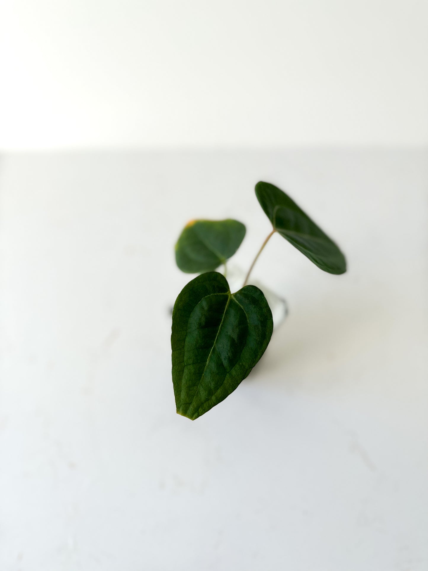 Anthurium Ace of Spades (Tezula Dark form) hybrid