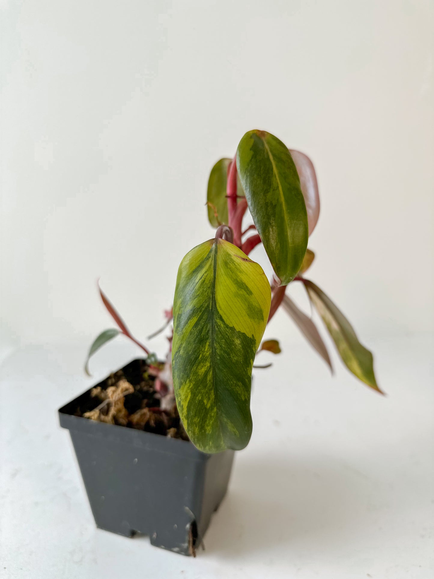 Philodendron Strawberry shake