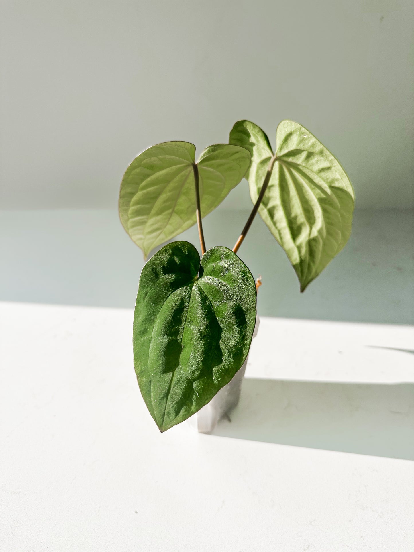 Anthurium Dressleri x Carlablackiae) x BVEP