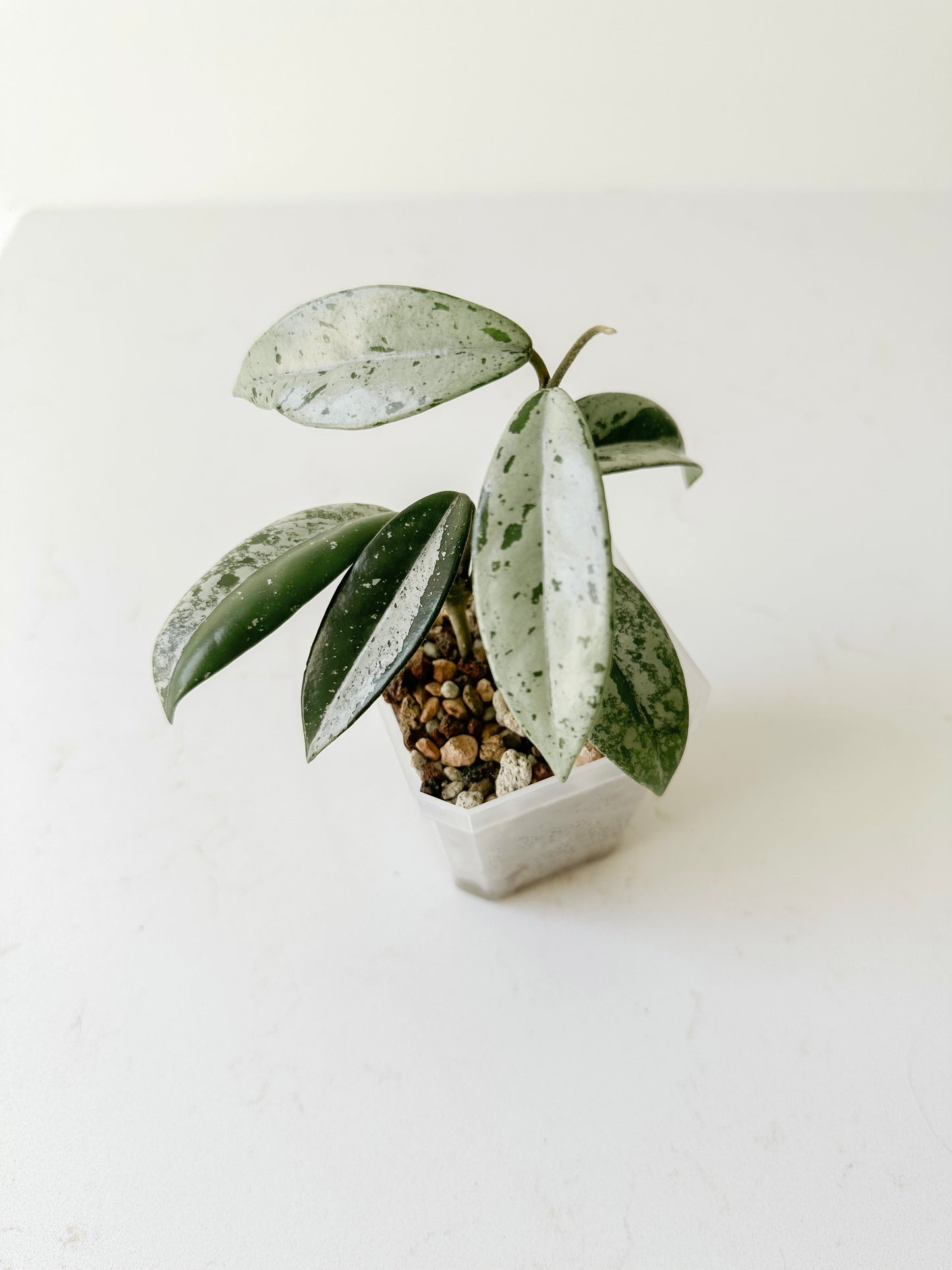 Hoya China Wilbur Graves