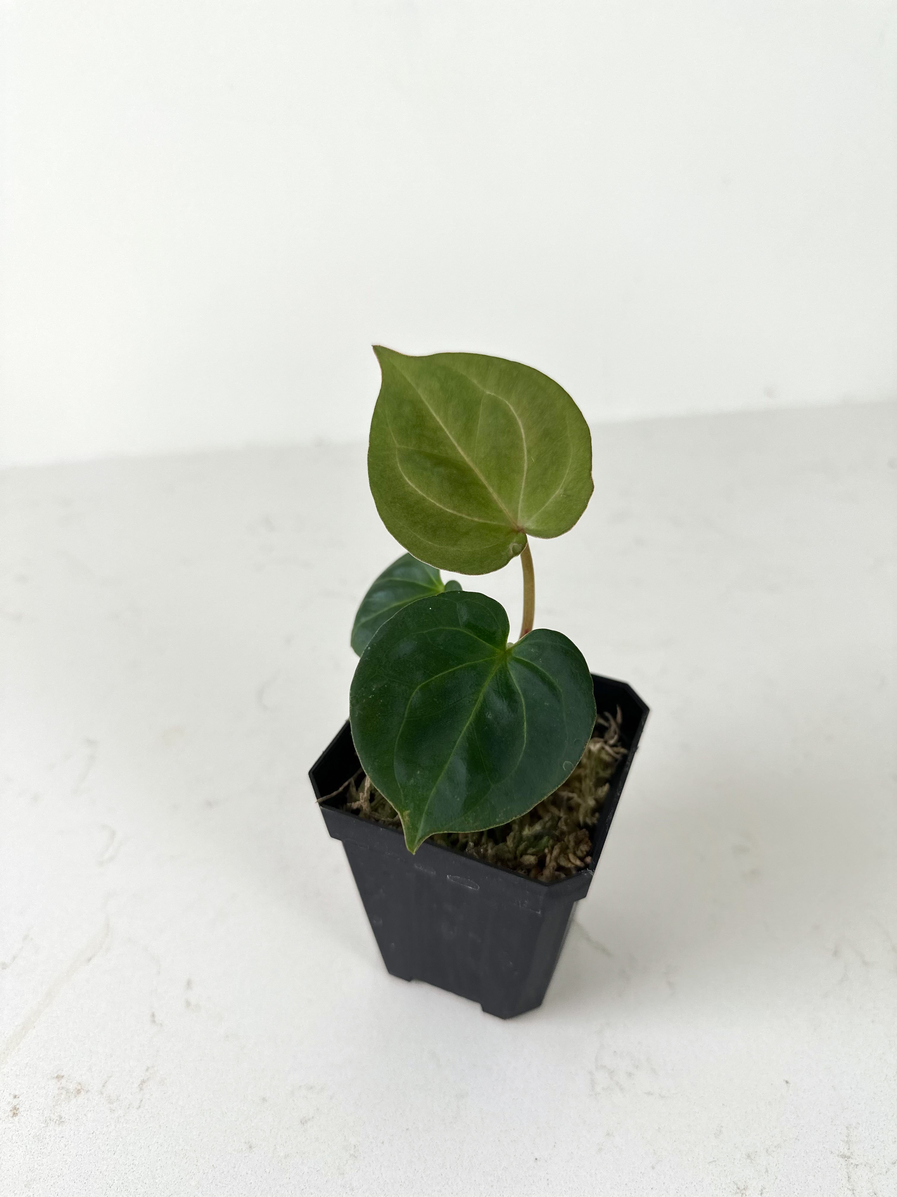 Anthurium King Of Spades Verdant Plant House Anthurium King Of Spades Verdant Plant House