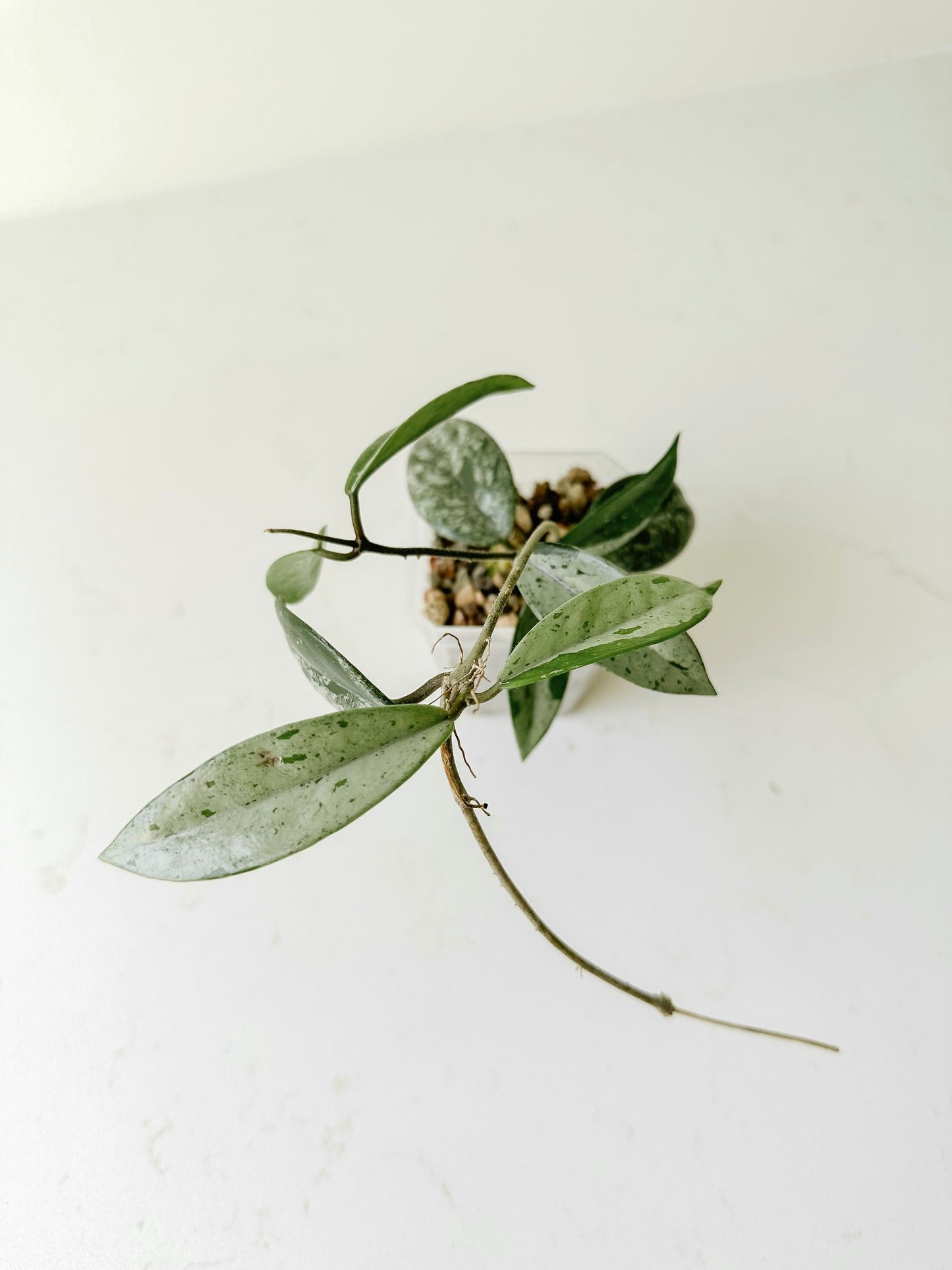 Hoya China Wilbur Graves
