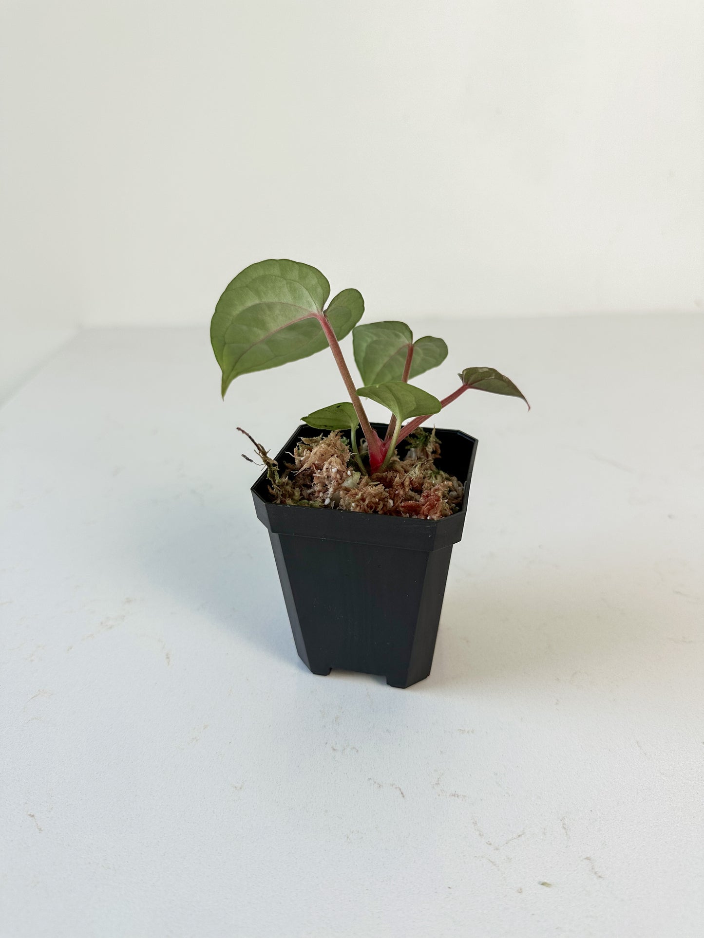 Anthurium Red Crystallinum x Luxurians