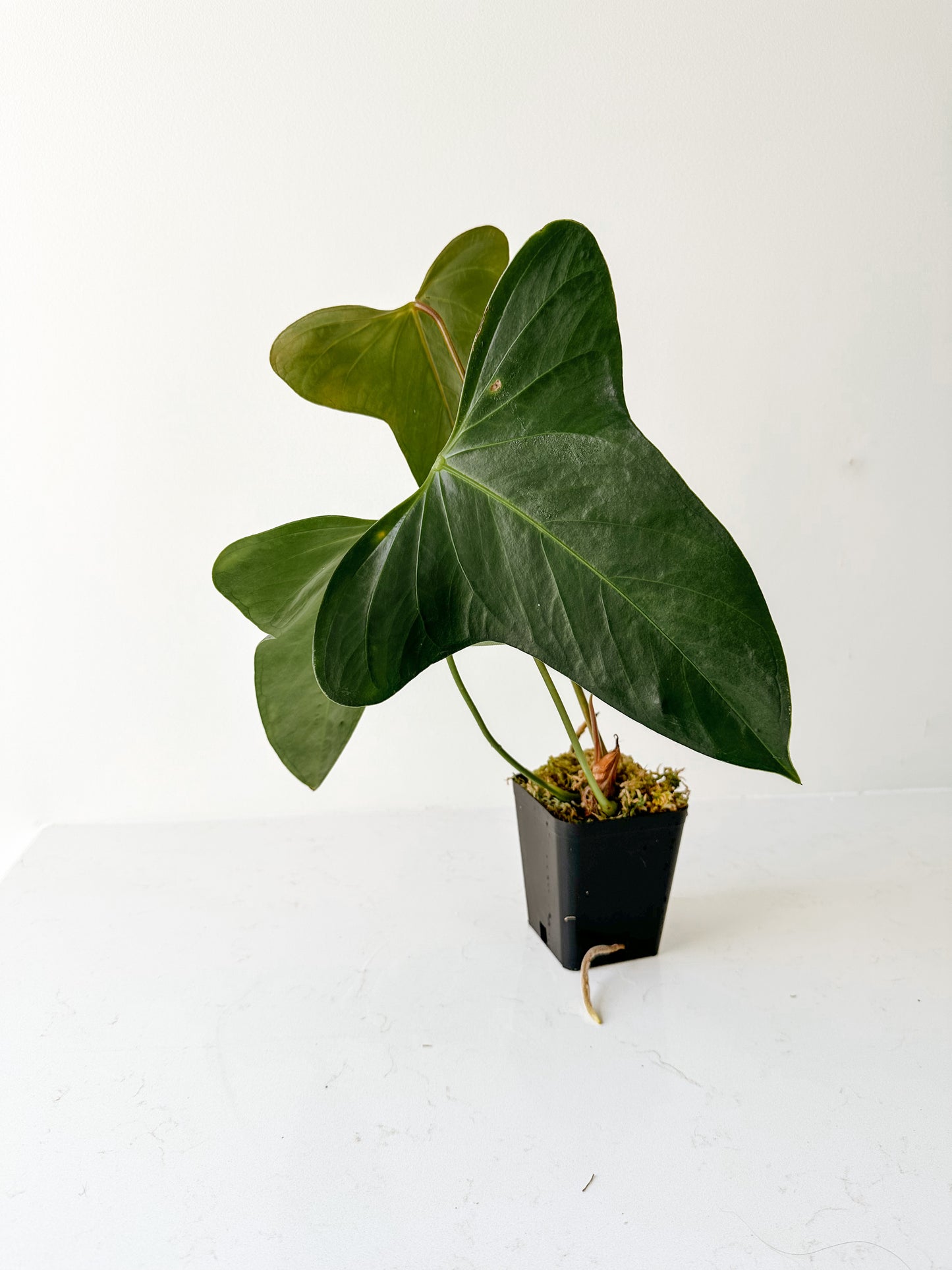 Anthurium Subsignatum