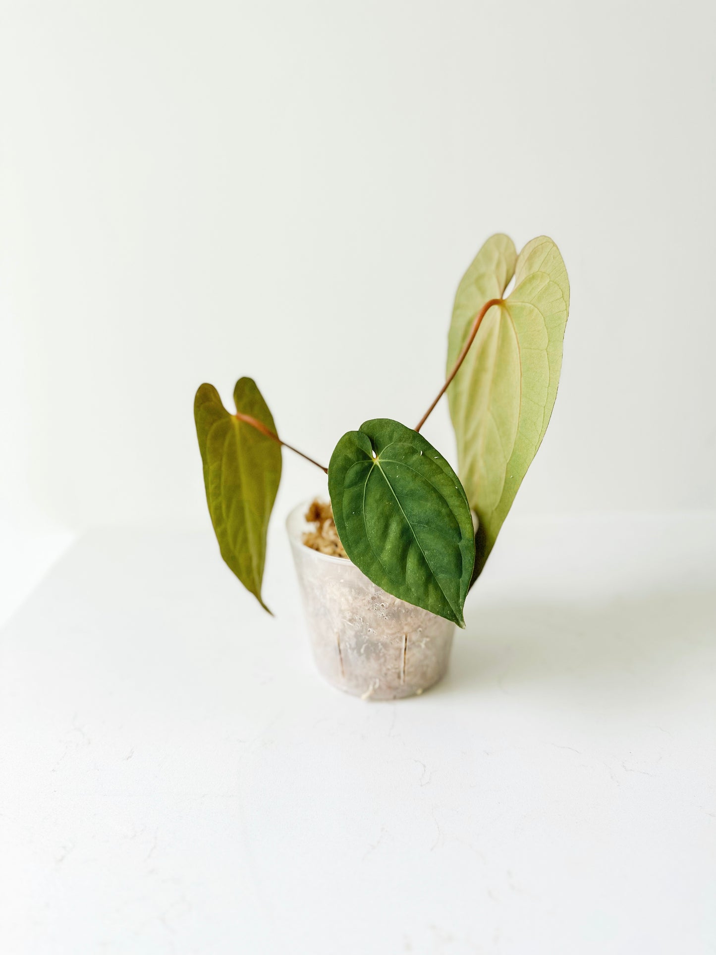 Anthurium ‘Neptune’